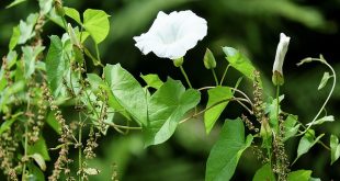 bindweed