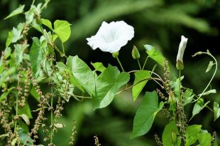 bindweed