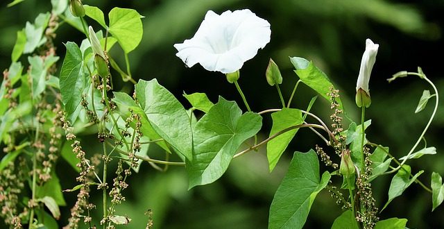 bindweed