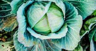 organic cabbage