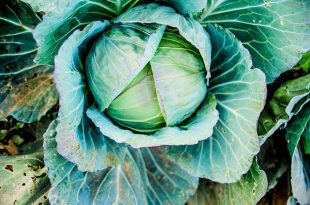 organic cabbage