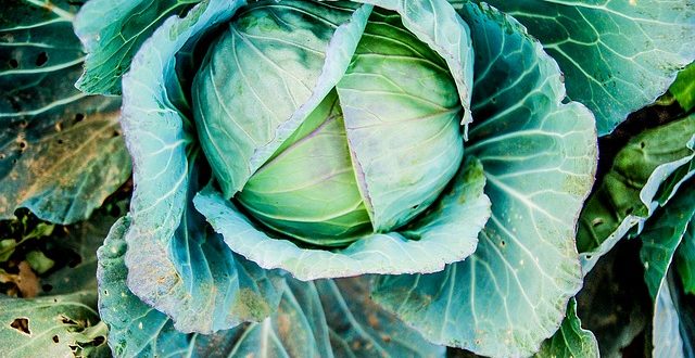 organic cabbage