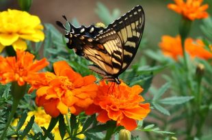 summer-flowers