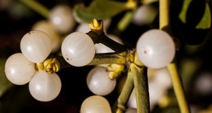 grow your own mistletoe