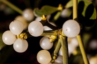 grow your own mistletoe