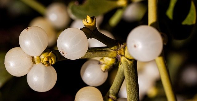 grow your own mistletoe