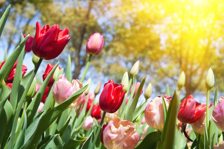 spring gardening