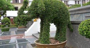 topiary