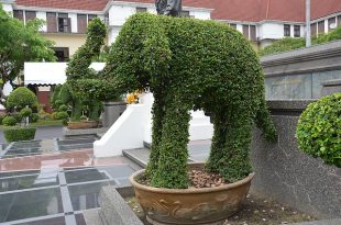 topiary