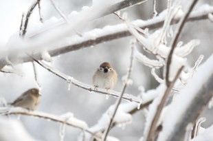 winter wildlife