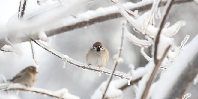 winter wildlife