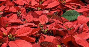 poinsettia