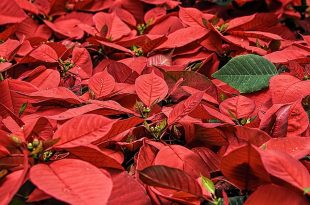 poinsettia