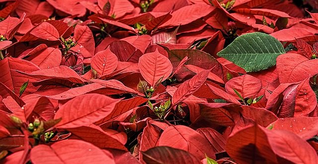 poinsettia