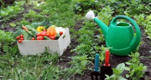 vegetable garden