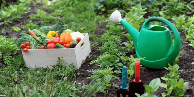 vegetable garden