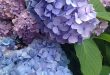 Hydrangea