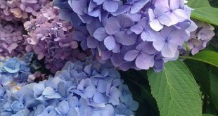 Hydrangea