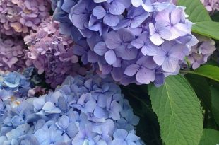 Hydrangea