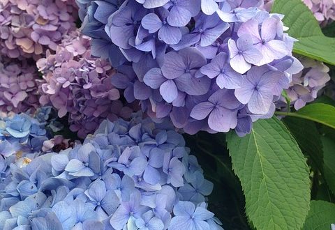 Hydrangea