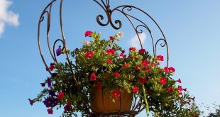 hanging basket