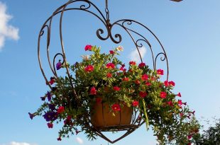 hanging basket