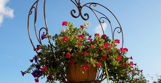 hanging basket