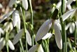 snowdrops