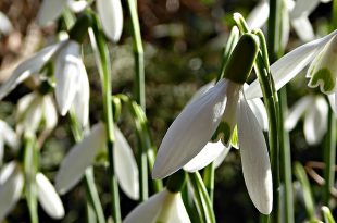 snowdrops