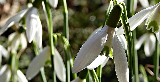 snowdrops