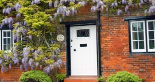 pruning the wisteria