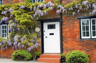 pruning the wisteria