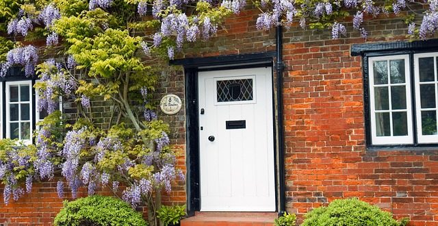 pruning the wisteria