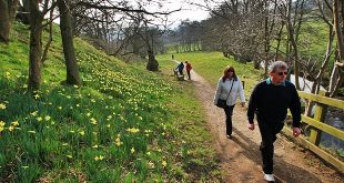 Daffodil valley