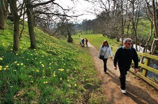 Daffodil valley