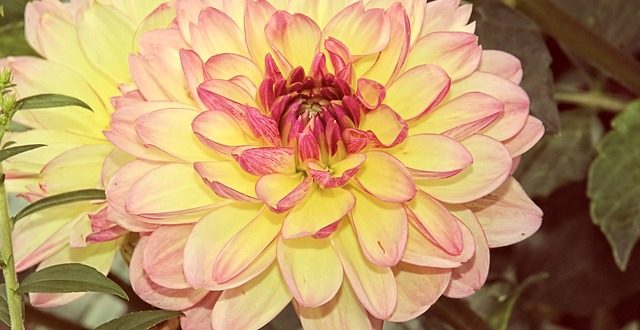 dahlias