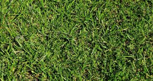 improve lawns