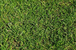 improve lawns