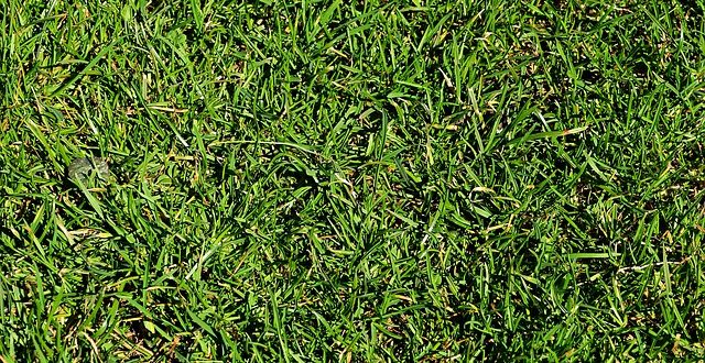 improve lawns