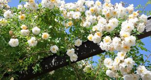 june