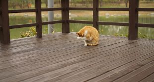 timber decking