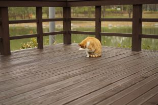 timber decking