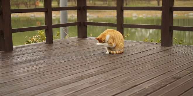 timber decking