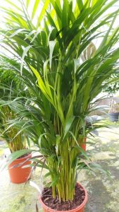 non-toxic plants