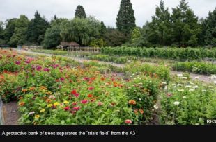 rhs wisley trees