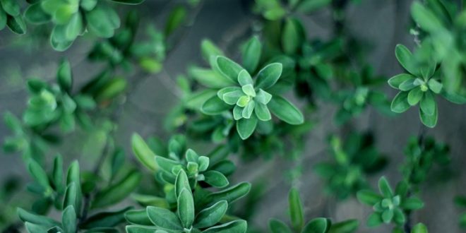 vertical garden