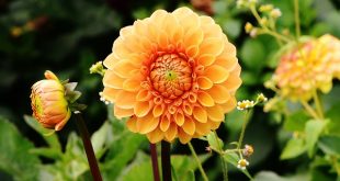 Dahlia