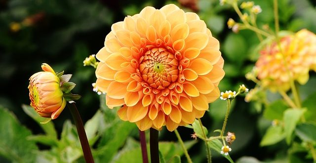 Dahlia