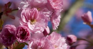 flowering cherry