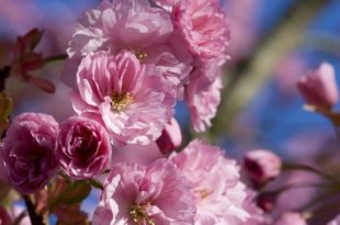 flowering cherry